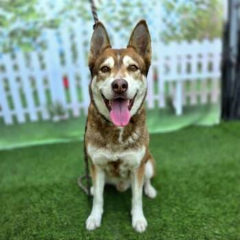 Siberian Husky Dogs Available for Adoption - DAKOTA | PetCurious