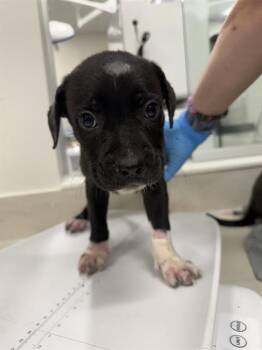SNAIL -  Pit Bull Terrier and Mixed Breed Dog for Adoption in Baytown, Texas - SNAIL | PetCurious