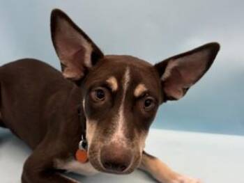 Olive -  Australian Kelpie and Mixed Breed Dog for Adoption in Golden Valley, Minnesota - Olive | PetCurious