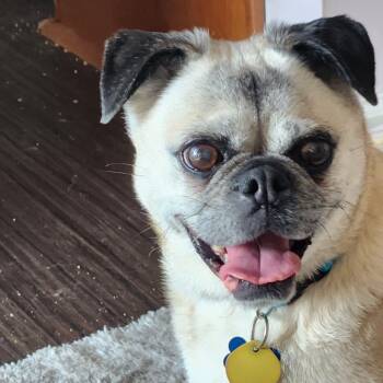 Rescue Pug Dogs for Adoption in Franklinton, North Carolina - Lacy | PetCurious