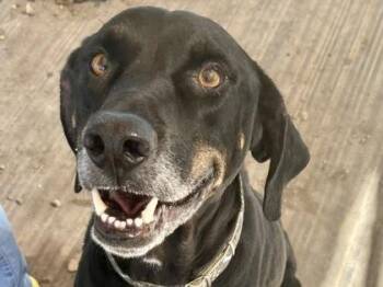 Mixed Breed Dogs Available for Adoption - Max | PetCurious