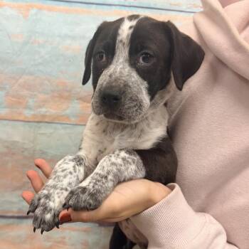 Mixed Breed Dogs Available for Adoption - Kip | PetCurious