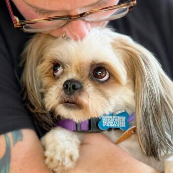 Heidi -  Shih Tzu Dog for Adoption in Boerne, Texas - Heidi | PetCurious