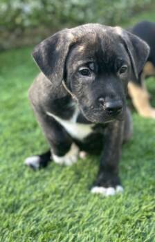 Rescue Mixed Breed Dogs for Adoption in Houston, Texas - Shadow | PetCurious