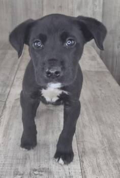 Terrier and Mixed Breed Dogs Available for Adoption in Shreveport, Louisiana - Lucky Charms | PetCurious