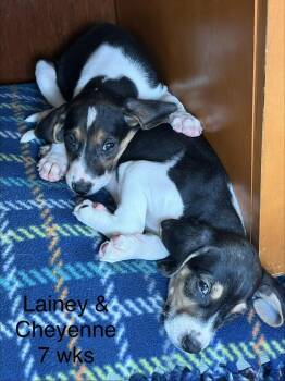 Lainey -  Foxhound and Hound Dog for Adoption in Louisa, Virginia - Lainey | PetCurious