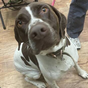 Snoopy 9259 -  English Pointer Dog for Adoption in Loxahatchee Groves, Florida - Snoopy 9259 | PetCurious