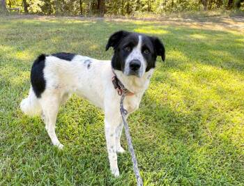 Alix -  Australian Shepherd and Border Collie Dog for Adoption in Monroe, Georgia - Alix | PetCurious