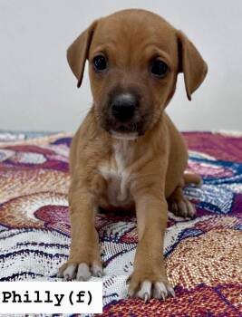 Labrador Retriever Dogs Available for Adoption - Philly  | PetCurious