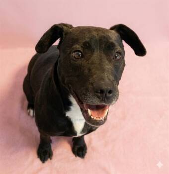 BUTTERFLY -  Mixed Breed Dog for Adoption in Jacksonville, Florida - BUTTERFLY | PetCurious