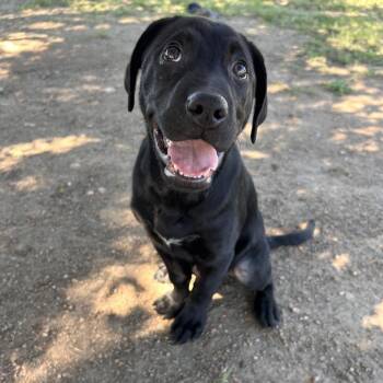 Dracula -  Black Labrador Retriever Dog for Adoption in Buchanan Dam, Texas - Dracula | PetCurious