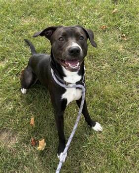 CRICKET -  Pit Bull Terrier and Mixed Breed Dog for Adoption in Dayton, Ohio - CRICKET | PetCurious