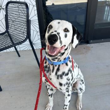 Henry -  Dalmatian Dog for Adoption in South Houston, Texas - Henry | PetCurious