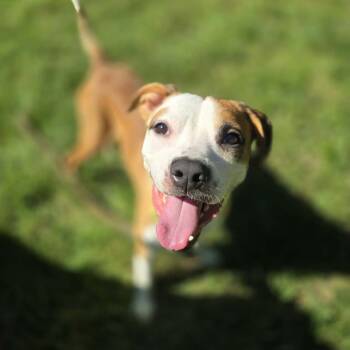 Flounder -  Boxer and Hound Dog for Adoption in Dayton, Ohio - Flounder | PetCurious