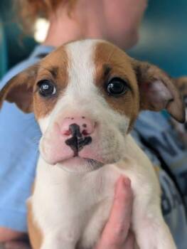 Rumi -  Border Collie and Mixed Breed Dog for Adoption in La Harpe, Kansas - Rumi | PetCurious