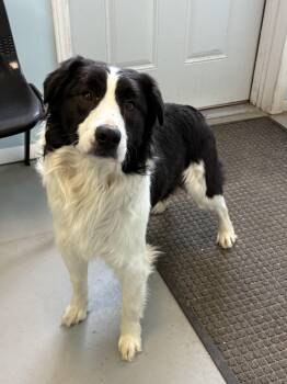 Mixed Breed Dogs Available for Adoption - Bandit | PetCurious