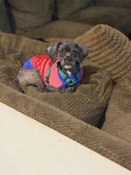 Shih Tzu Dogs Available for Adoption in Hagerstown, Maryland - MOON | PetCurious
