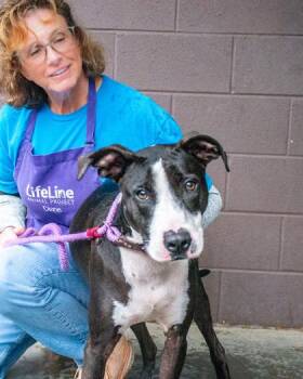 Sampson -  Mixed Breed Dog for Adoption in Chamblee, Georgia - Sampson | PetCurious