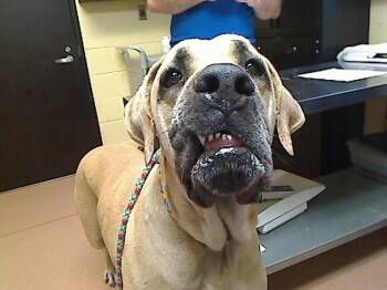 YUKON XL -  Great Dane and Mastiff Dog for Adoption in Cookeville, Tennessee - YUKON XL | PetCurious
