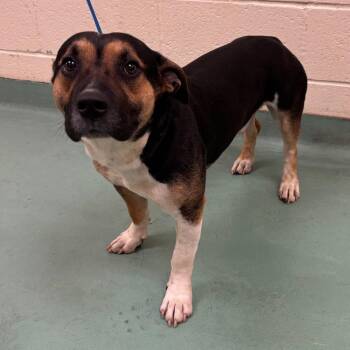 Mixed Breed Dogs Available for Adoption - Peanut Butter | PetCurious