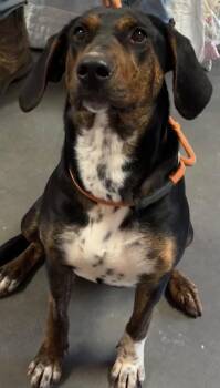 Plott Hound Dogs Available for Adoption - WINNIE | PetCurious