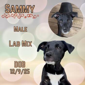 Labrador Retriever and American Staffordshire Terrier Dogs Available for Adoption in Caldwell, Texas - Sammy | PetCurious