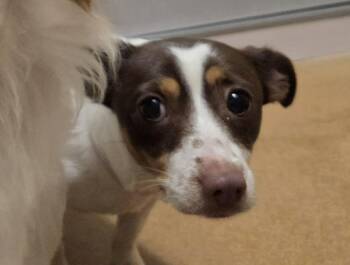 Terrier and Mixed Breed Dogs Available for Adoption - KIT | PetCurious