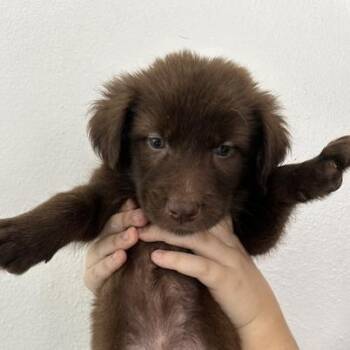 Ewok puppy 3 -  Golden Retriever and Border Collie Dog for Adoption in San Juan, San Juan - Ewok Puppy 3 | PetCurious