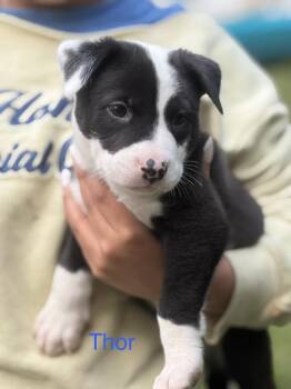 Thor -  Mixed Breed Dog Available for Adoption - Thor | PetCurious