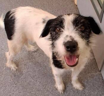 Blossom -  Terrier Dog for Adoption in Covington, Virginia - Blossom | PetCurious