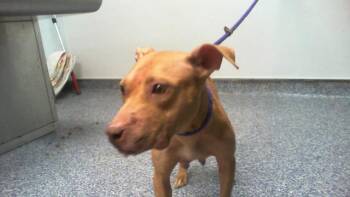 A1271163 -  Pit Bull Terrier Dog for Adoption in Charlotte, North Carolina - A1271163 | PetCurious