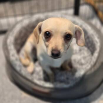Jolene -  Chihuahua Dog for Adoption in Redmond, Washington - Jolene | PetCurious