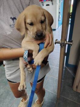 Rescue Labrador Retriever and Mixed Breed Dogs for Adoption in Shelby County, Texas - Bella | PetCurious