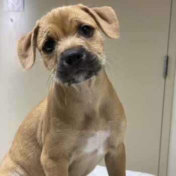 Artemis -  Terrier and Mixed Breed Dog for Adoption in Riverside, California - Artemis | PetCurious