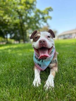 Rescue American Staffordshire Terrier Dogs for Adoption in Janesville, Wisconsin - Ada | PetCurious