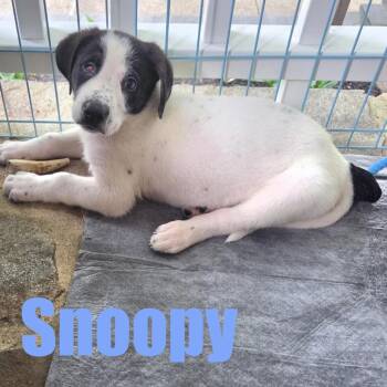 Snoopy -  Border Collie and Mixed Breed Dog for Adoption in Ellicott City, Maryland - Snoopy | PetCurious