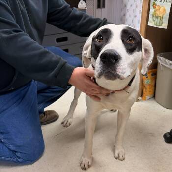 Labrador Retriever Dogs Available for Adoption in Franklin, North Carolina - Pogo | PetCurious