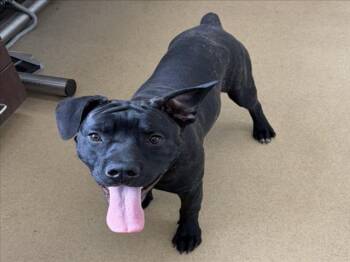 Pit Bull Terrier Dogs Available for Adoption - BUTLER | PetCurious