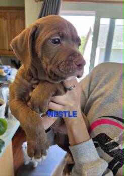 Labradoodle and American Staffordshire Terrier Dogs Available for Adoption in Muskego, Wisconsin - Nestle The Labradoodle/Terrier Mix Puppy | PetCurious