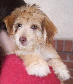 Benji -  Maltese and Beagle Dog for Adoption in Carrollton, Texas - Benji | PetCurious