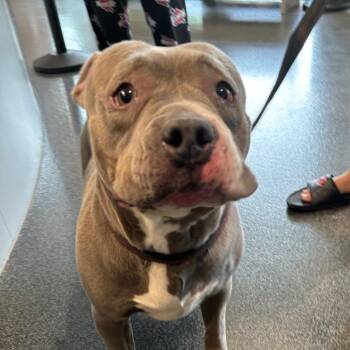 Sweetheart -  Mixed Breed Dog for Adoption in Allentown, Pennsylvania - Sweetheart | PetCurious