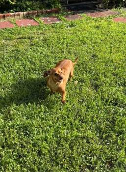 Brookie -  Dachshund and Chihuahua Dog for Adoption in Plantation, Florida - Brookie | PetCurious