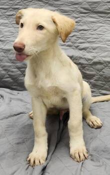 Rescue Labrador Retriever and Shepherd Dogs for Adoption in Little Rock, Arkansas - Reef | PetCurious