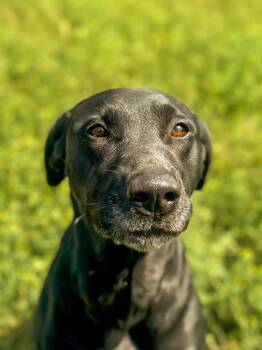 Maddie -  Labrador Retriever Dog for Adoption in Springfield, Tennessee - Maddie | PetCurious