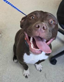 Rescue Pit Bull Terrier Dogs for Adoption in Freeport, Illinois - Sam | PetCurious