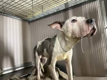 Calavera -  Mixed Breed Dog for Adoption in New York, New York - Calavera | PetCurious