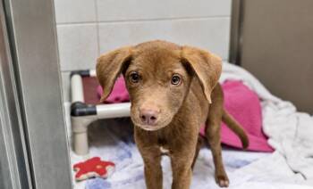 Caprese -  Labrador Retriever Dog for Adoption in Copiague, New York - Caprese | PetCurious