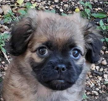 Rescue Shih Tzu and Cairn Terrier Dogs for Adoption in Boerne, Texas - Florence | PetCurious