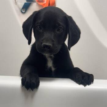 Turner -  Labrador Retriever Dog Available for Adoption in Starkville, Mississippi - Turner | PetCurious
