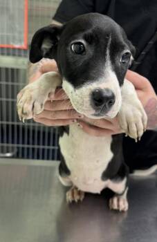 Penne -  Mixed Breed Dog for Adoption in Savannah, Georgia - Penne | PetCurious
